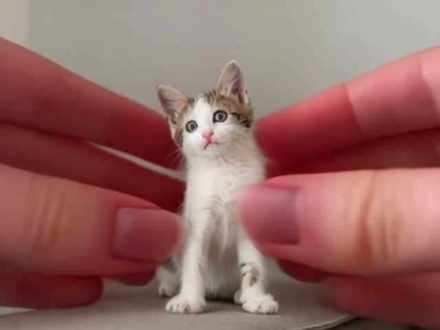 Pet Squish